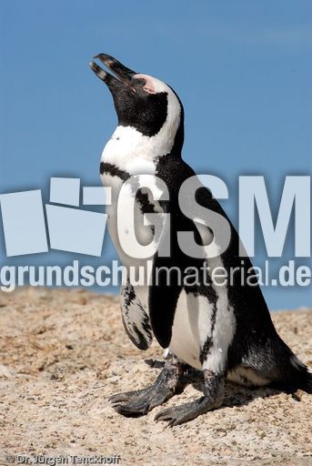 Brillenpinguin (88 von 148).jpg